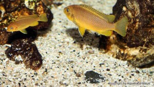 Metriaclima koningsi 'Likoma Island'